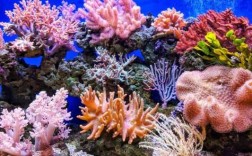 什么的珊瑚什么（什么的珊瑚什么的）