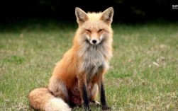 狐狸喻意是什么（狐狸含义是什么）