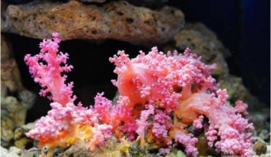珊瑚代表什么生肖（珊瑚是什么动物类群）