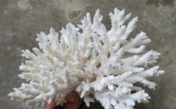白色珊瑚有什么寓意（白色珊瑚的寓意）