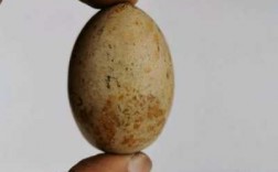 为什么岩石里有蛋形石（岩石为什么会生蛋呢在文中起了什么作用）