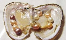 产珍珠的叫什么（产珍珠的是什么贝类）