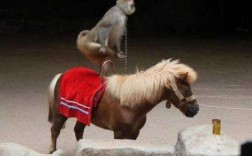 猴子骑在马上的寓意是什么（猴子骑在马背上是什么生肖）