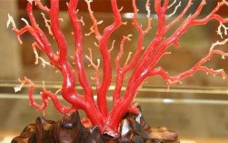 为什么珊瑚那么贵（为什么珊瑚这么贵）
