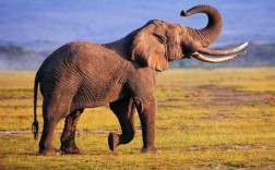 非洲象有什么含义（非洲象科普）