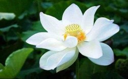 莲花为什么成为佛教的圣花（为什么莲花是封印）