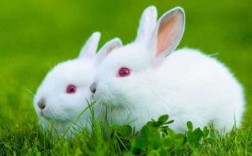 兔子代表含义是什么（兔子 含义）