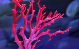 粉色珊瑚叫什么（粉色的珊瑚）