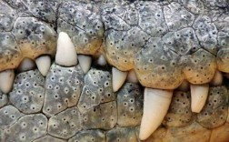 什么动物六尺长的牙齿（什么动物的牙齿最长最大）