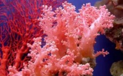 什么品质的珊瑚最好（哪种珊瑚最好）