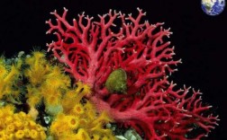山瑚是什么呢（山珊瑚是植物还是动物）