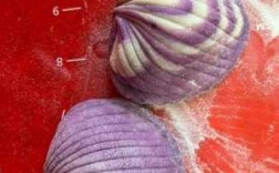 紫贝壳代表什么意思（紫贝壳象征着什么）