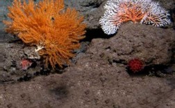 珊瑚的主要成分是什么（珊瑚的主要化学成分）