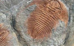 什么是三叶虫化石（什么是三叶虫化石图片）