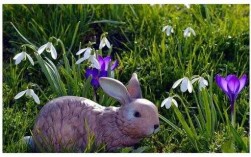 兔子生肖种什么花（生肖兔养什么花好）