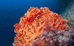 珊瑚生长什么颜色（珊瑚生长什么颜色最好）