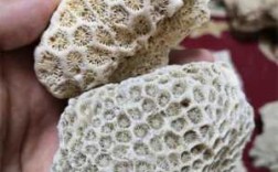什么叫珊瑚石（珊瑚石的含义）