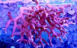 硬骨珊瑚有些什么品种（硬骨珊瑚品种介绍）