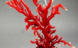 红珊瑚长什么样子（红珊瑚是什么品种）