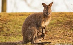 澳大利亚什么生肖（澳大利亚最著名的动物是什么动物）