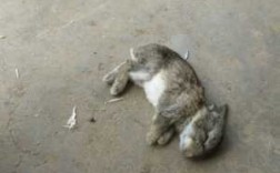 兔子中死了有什么表现（兔子死了是什么症状）