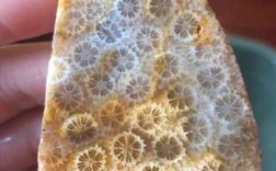 珊瑚玉是什么玉石吗（珊瑚玉是啥东西的化石,生成年份多久,硬度多大）