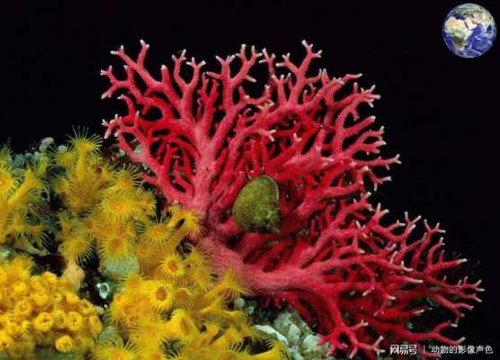 珊瑚属于什么物种（珊瑚属于什么物种类型）-图2