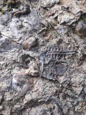 什么是古化石（古化石在哪个岩层）-图3