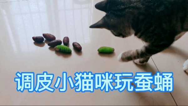 猫为什么不吃蚕蛹（猫为什么不吃蚕蛹呢）-图2