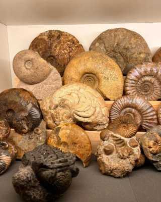 什么是菊石化石（菊石化石距今多少年了）-图3
