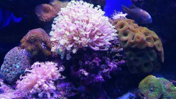 misu珊瑚是什么（珊瑚mo mo）-图2