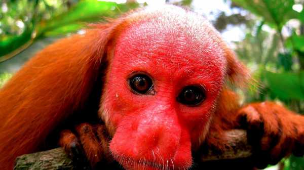红色猴子是什么品种（红色猴子是什么品种的）-图1