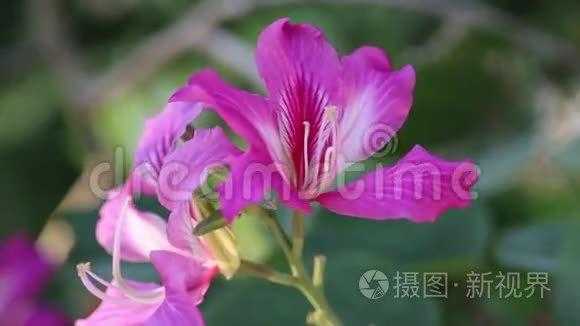 越南什么紫色的花（越南什么紫色的花好看）-图1