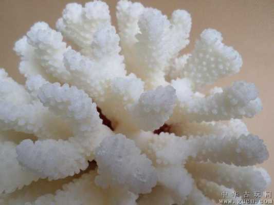 白色珊瑚什么品相高（白色珊瑚寓意什么意思）-图1