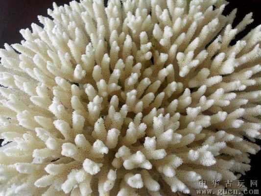 白色珊瑚什么品相高（白色珊瑚寓意什么意思）-图3