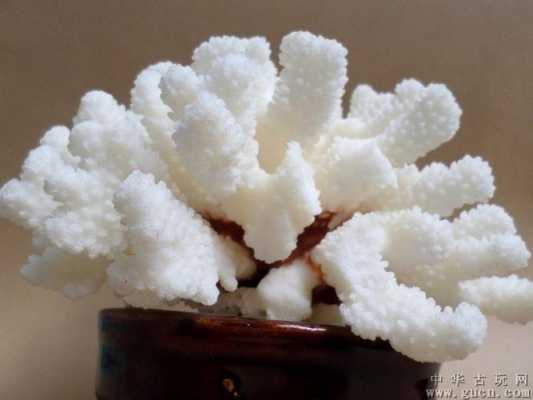 白色珊瑚什么品相高（白色珊瑚寓意什么意思）-图2