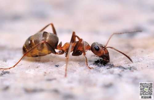 蚂蚁有什么含义（蚂蚁的含义）-图3