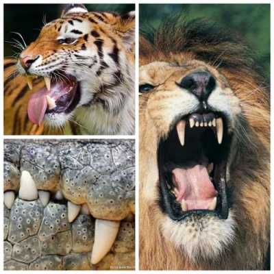 什么动物六尺长的牙齿（什么动物的牙齿最长最大）-图3