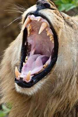 什么动物六尺长的牙齿（什么动物的牙齿最长最大）-图2