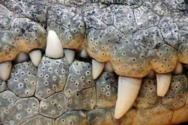 什么动物六尺长的牙齿（什么动物的牙齿最长最大）-图1