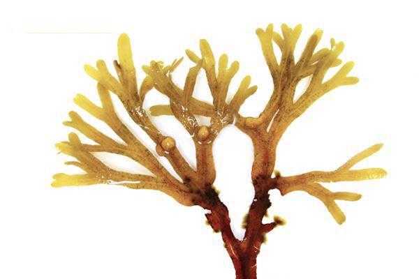 黄金珊瑚草有什么好处（黄金珊瑚花种植方法）-图2