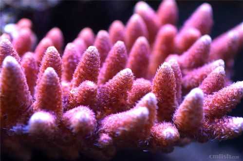 珊瑚多少圈指的是什么（珊瑚有多长）-图2