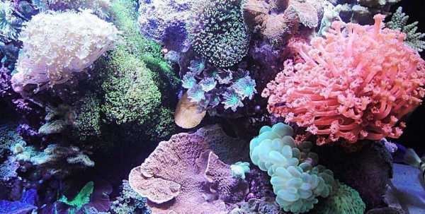 山瑚是什么呢（山珊瑚是植物还是动物）-图3