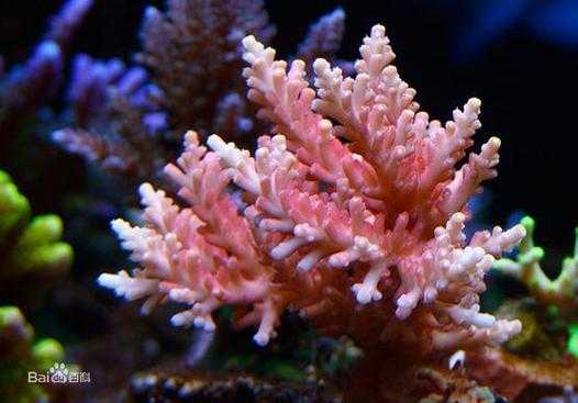 珊瑚ab货是什么意思（a属珊瑚分类）-图3