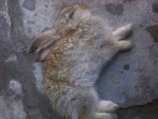 兔子中死了有什么表现（兔子死了是什么症状）-图2