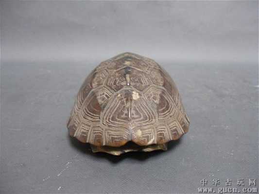 雕刻龟壳叫什么名字（雕刻龟壳叫什么名字呢）-图2