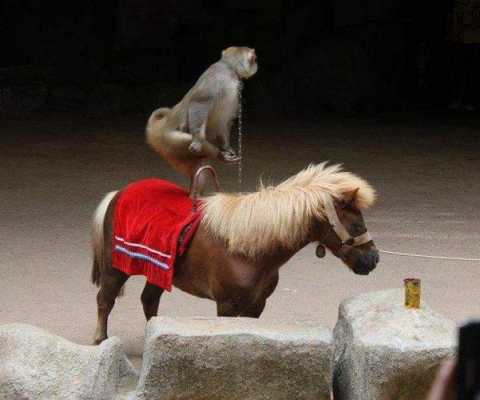 猴子骑在马上的寓意是什么（猴子骑在马背上是什么生肖）-图1