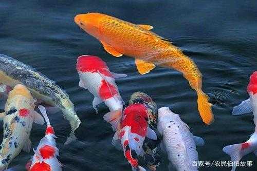 鱼在中国的寓意是什么（鱼在中国的象征意义）-图2