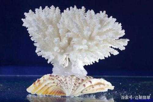 珊瑚的主要成分是什么（珊瑚的主要化学成分）-图2