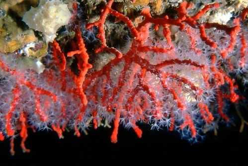 珊瑚的主要成分是什么（珊瑚的主要化学成分）-图3